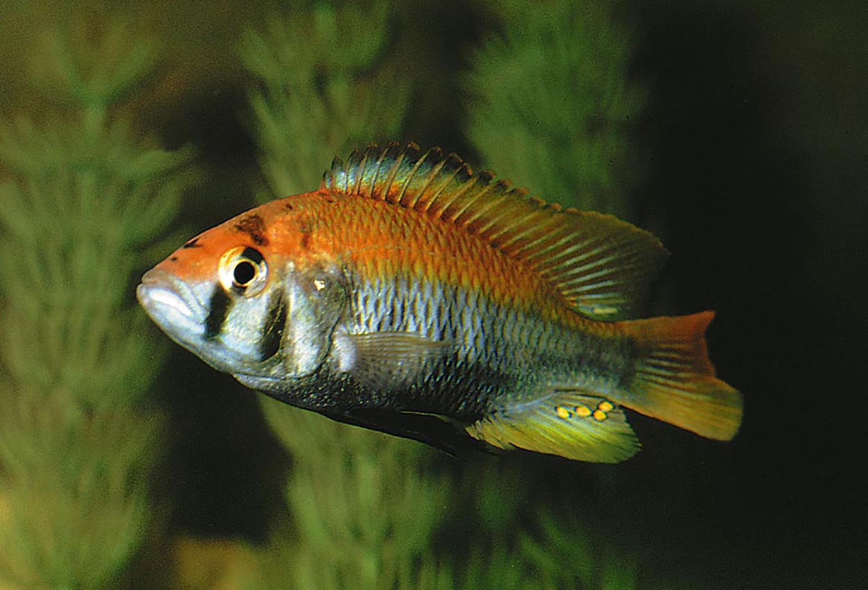 Foto på fisken Haplochromis sp. 'flameback'