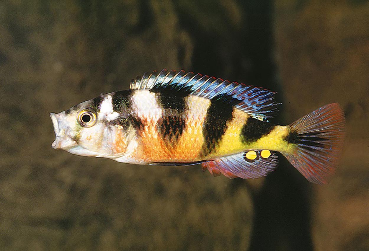 Foto på fisken Haplochromis latifasciatus