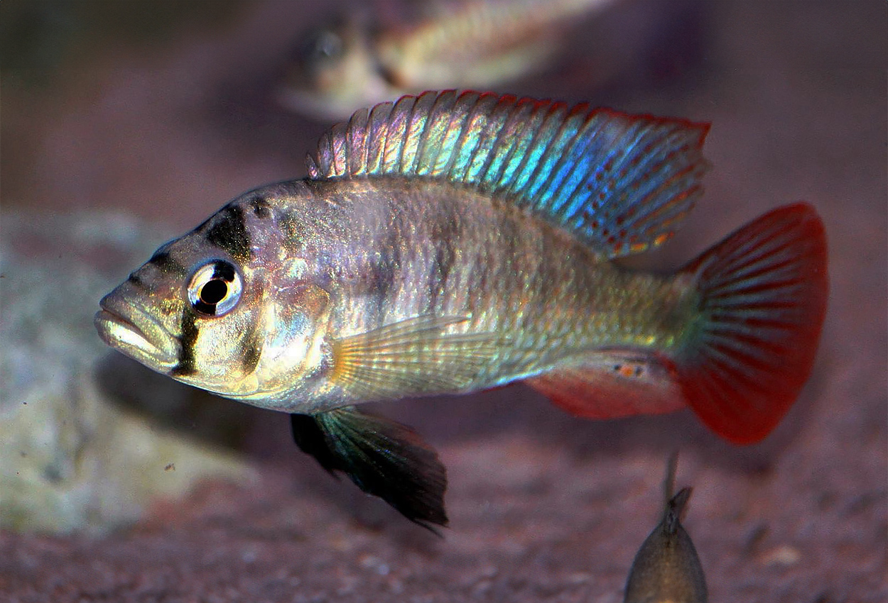 Foto på fisken Haplochromis sp. 'Paradise Island'