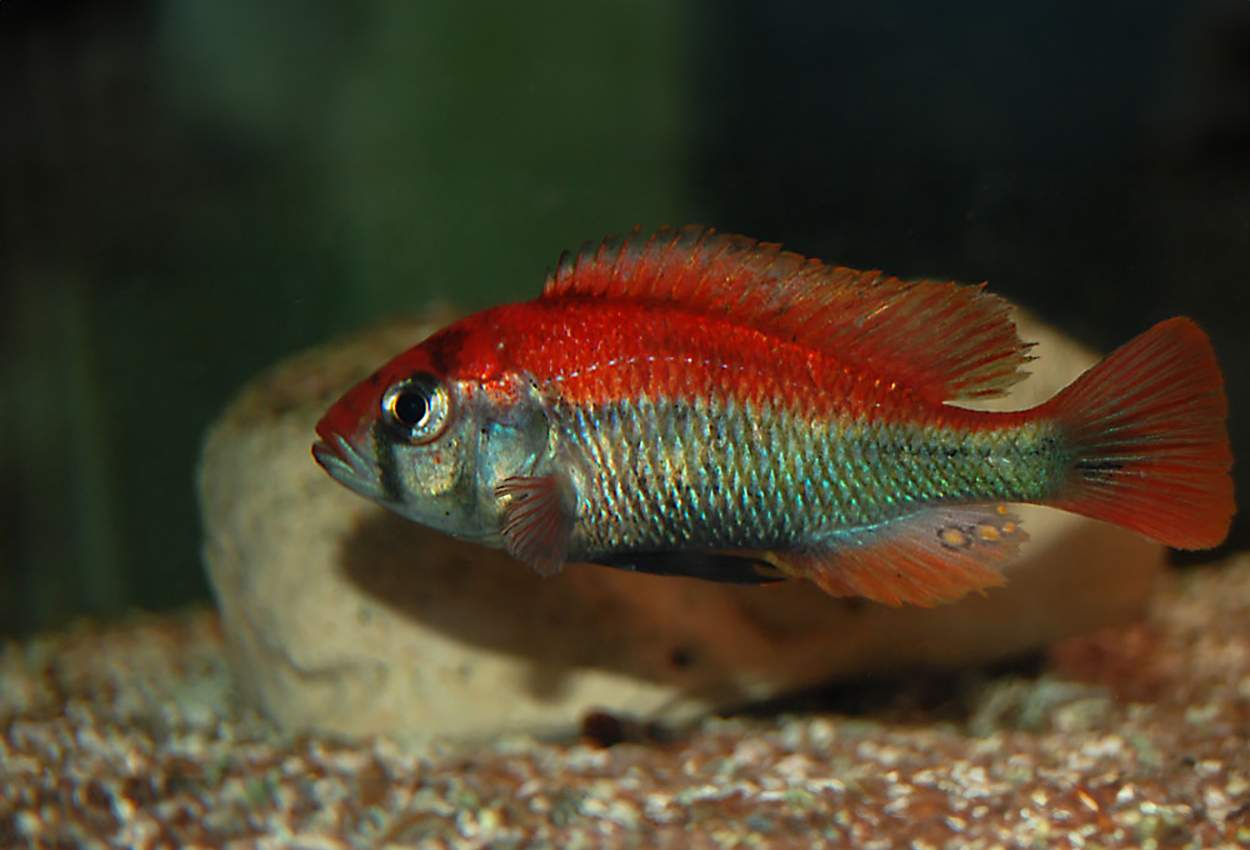 Ruby green haplochromis