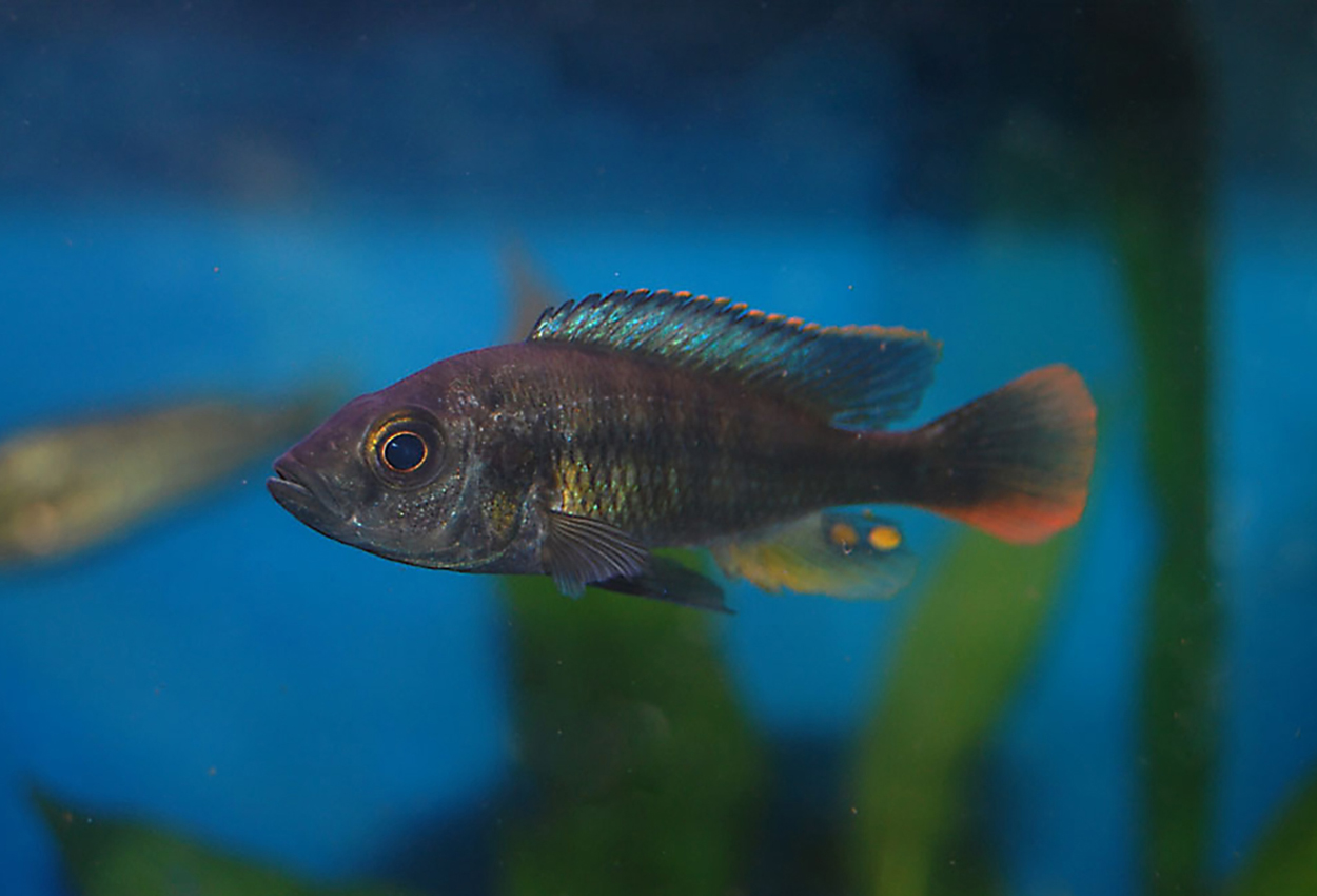 Blue tipped haplochromis
