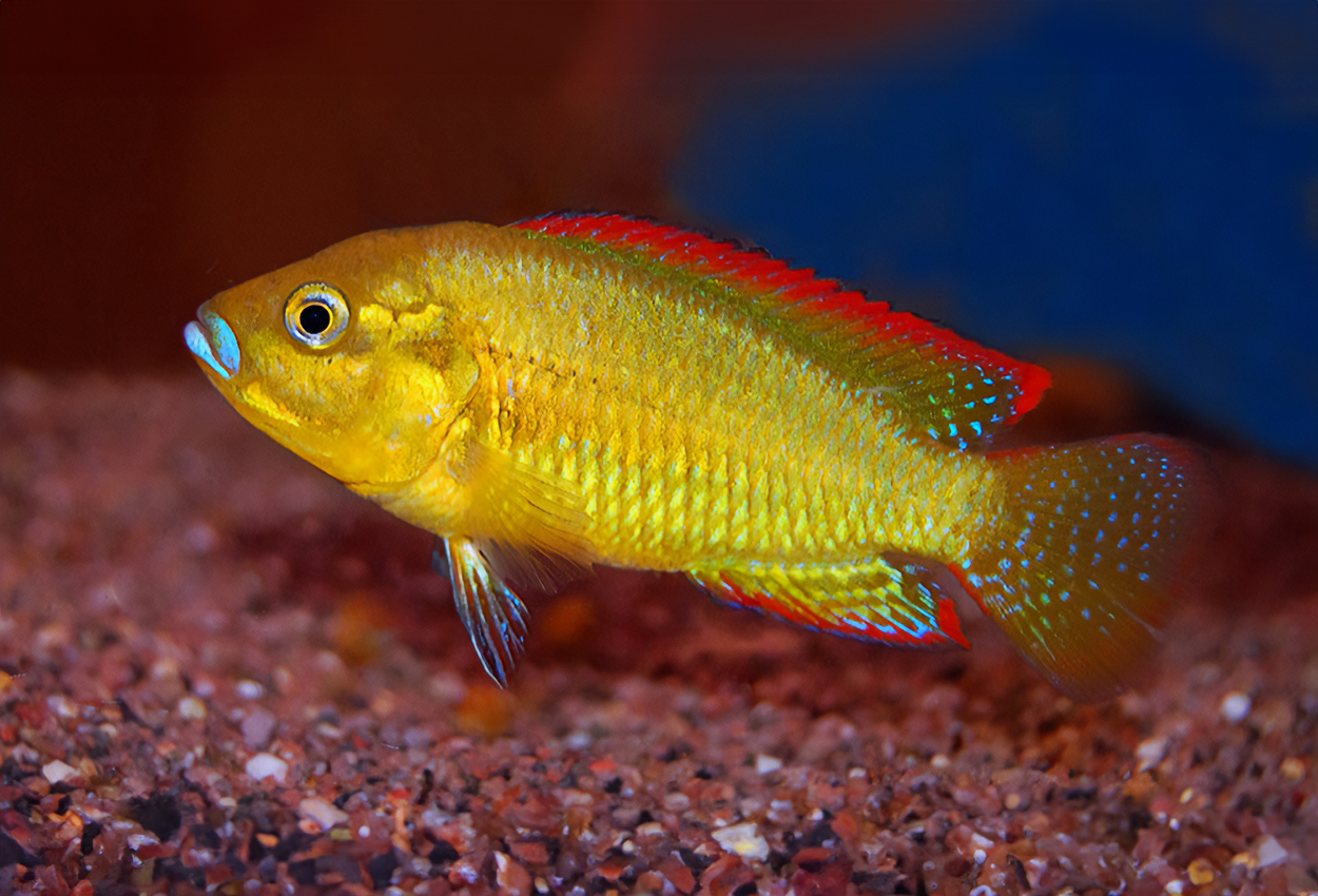 Foto på fisken Pseudocrenilabrus multicolor victoriae