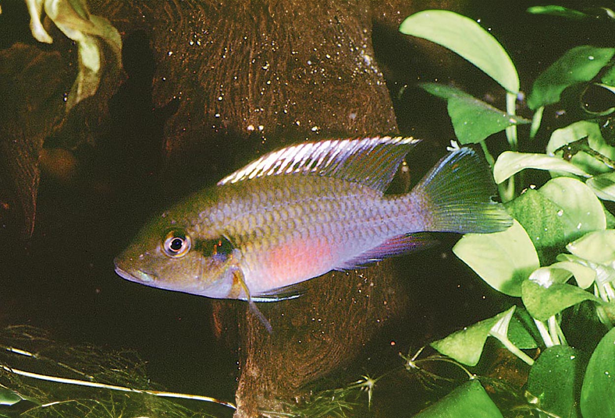 Foto på fisken Chromidotilapia guntheri