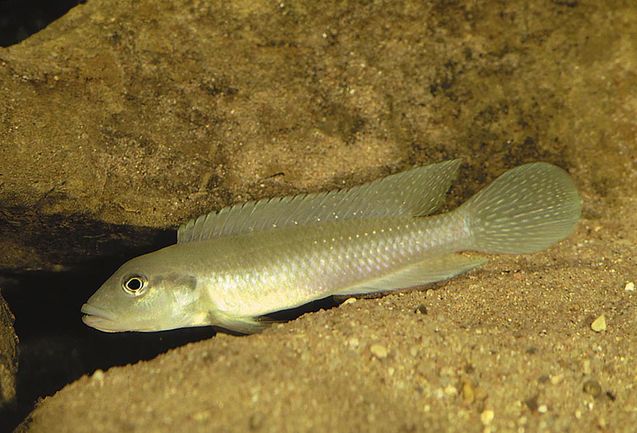Foto på fisken Lamprologus congoensis