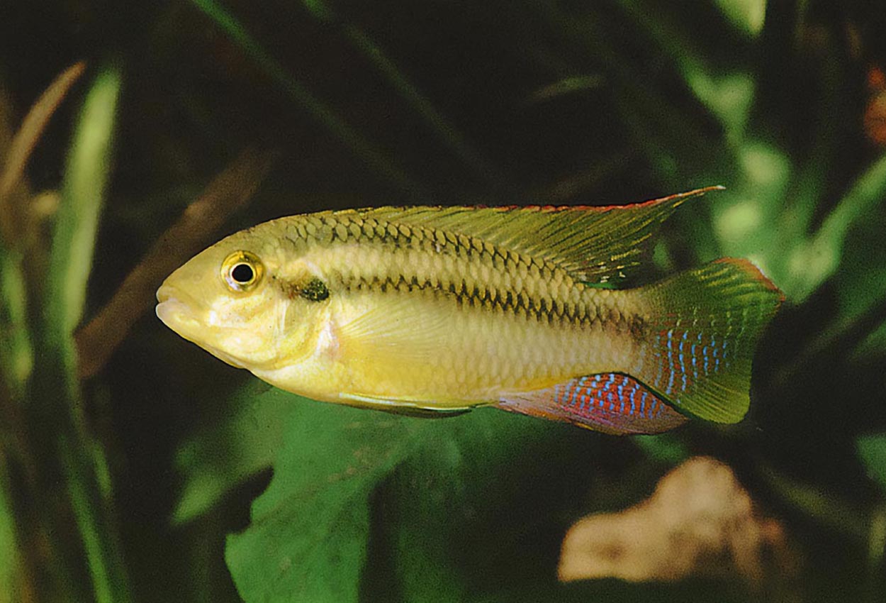 Foto på fisken Pelvicachromis subocellatus