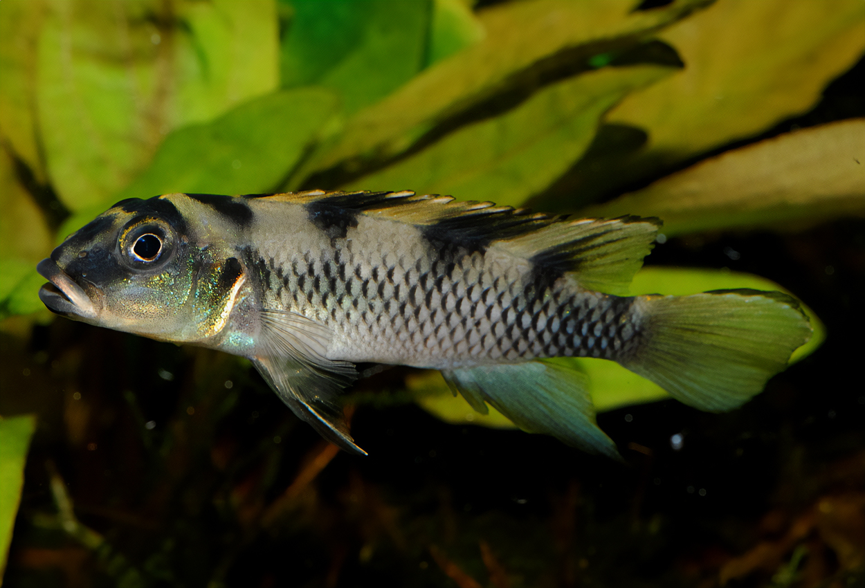 Foto på fisken Nanochromis transvestitus