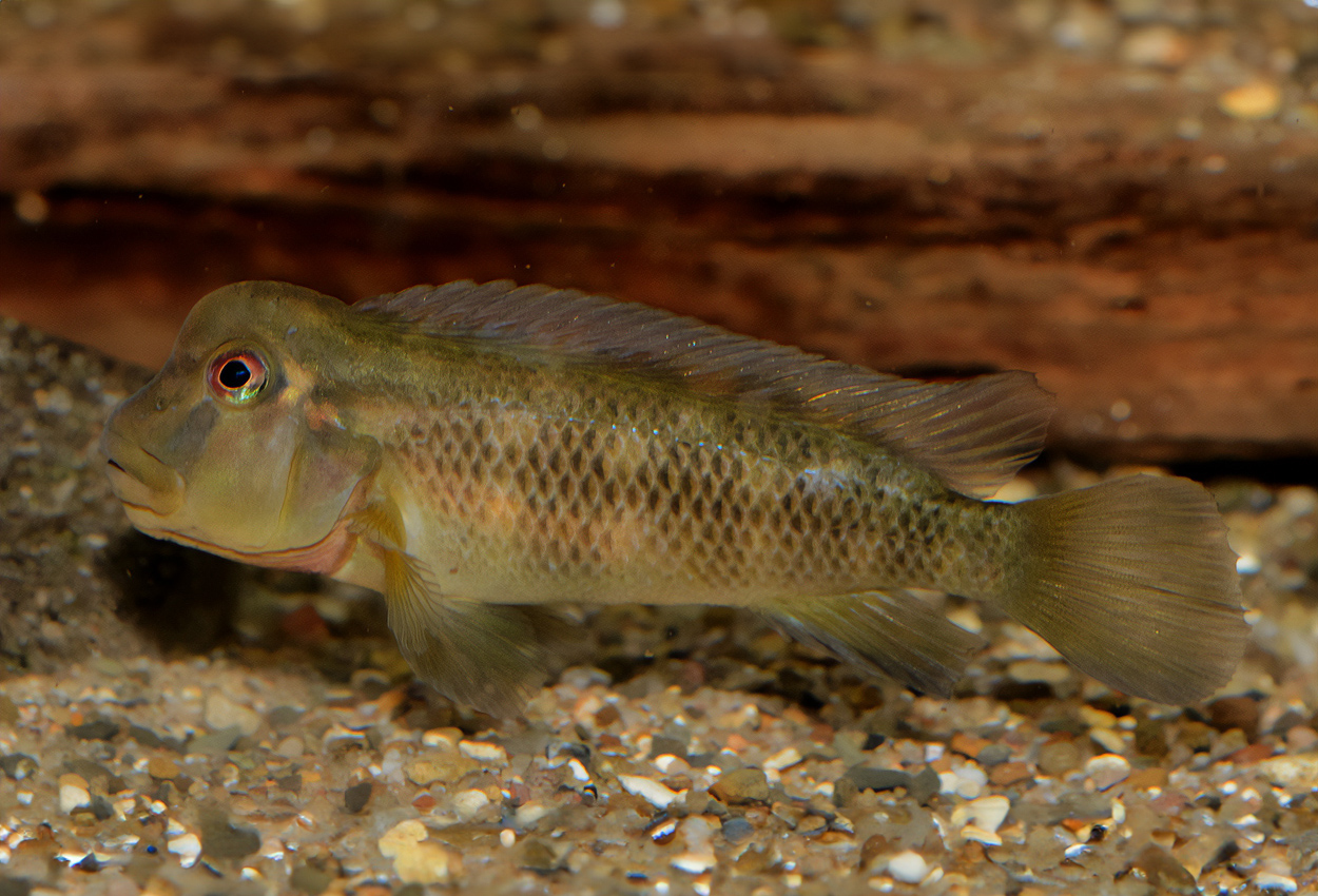 Foto på fisken Steatocranus sp. 'red eye'