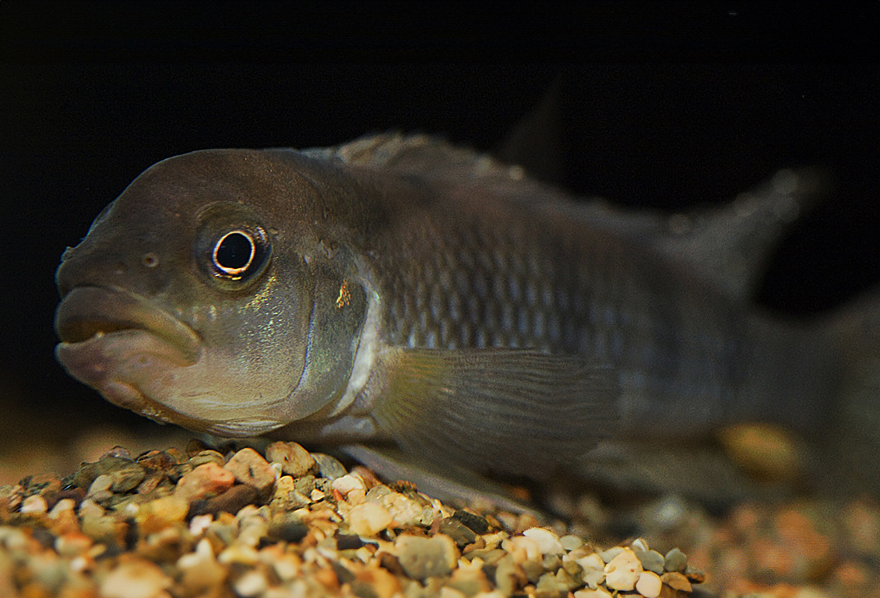 Foto på fisken Lamprologus tigripictilis