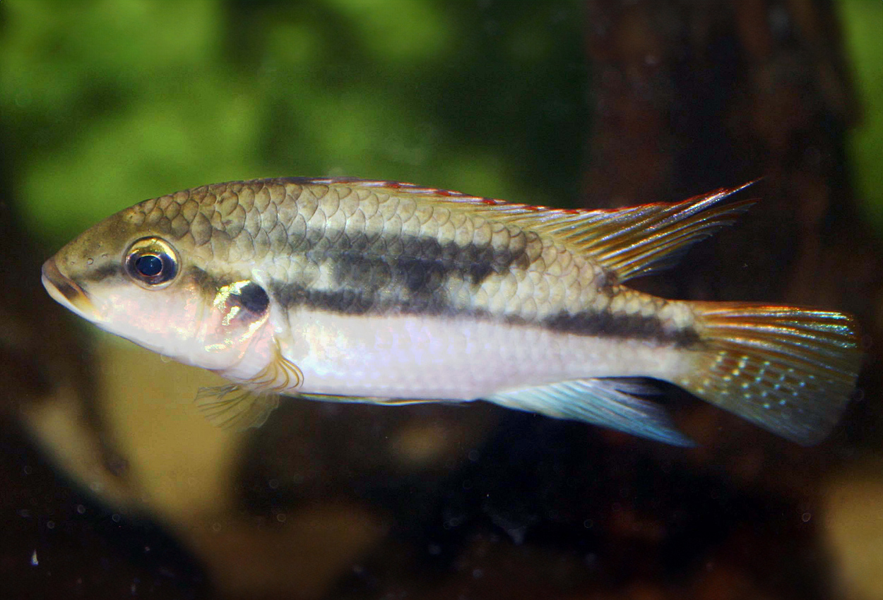 Foto på fisken Benitochromis conjunctus