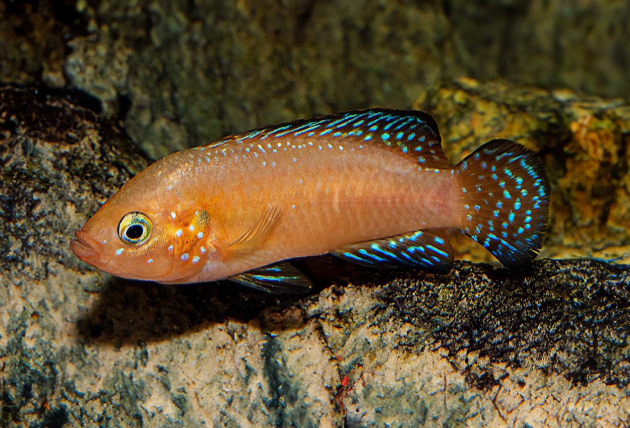 Foto på fisken Rubricatochromis exsul