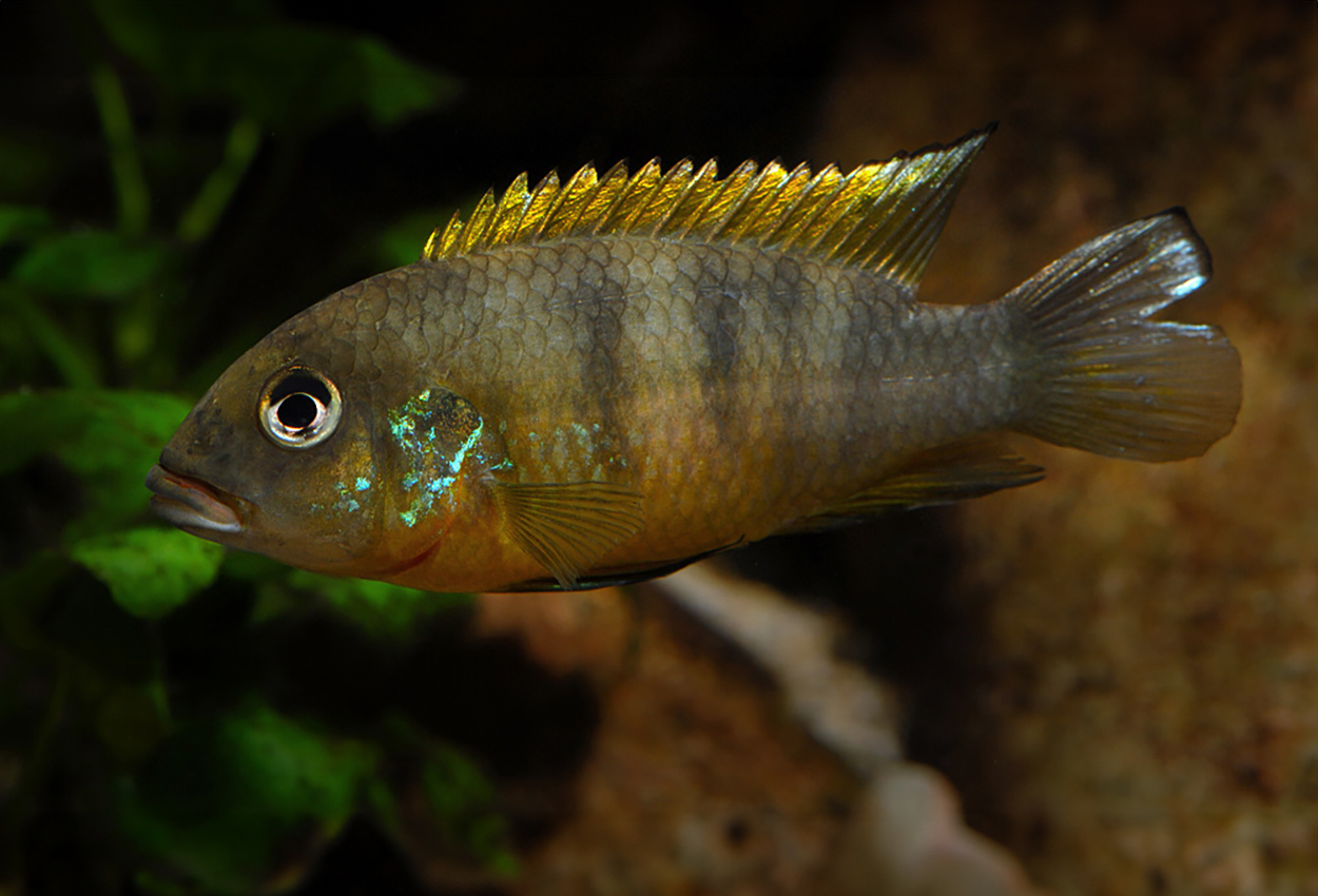 Foto på fisken Benitochromis ufermanni