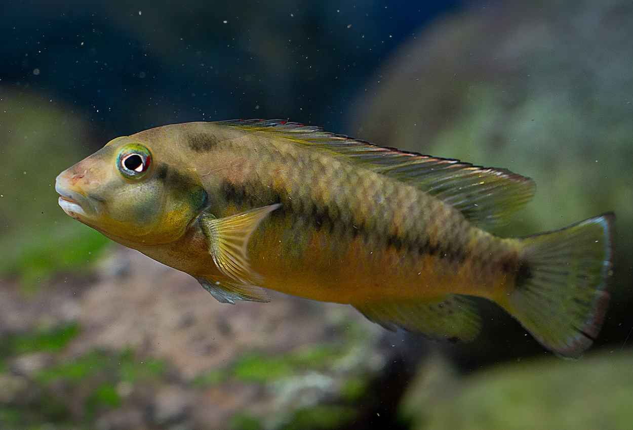 Foto på fisken Orthochromis indermauri 