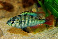 Bisina-haplochromis