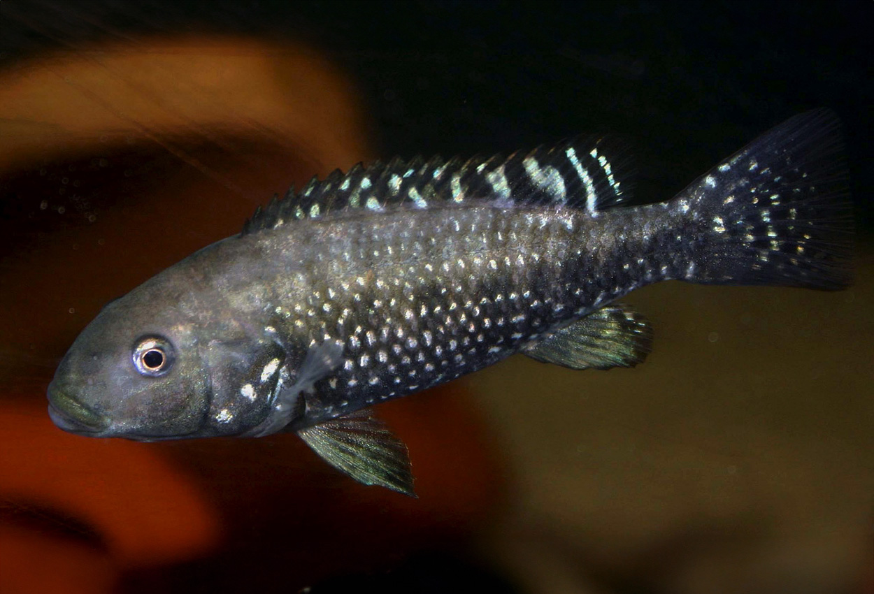 Foto på fisken Iranocichla hormuzensis
