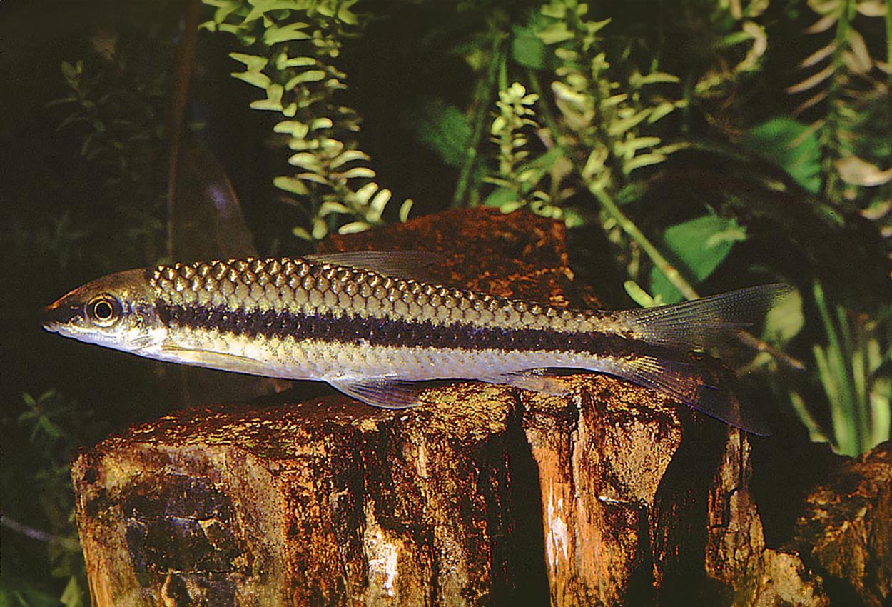 Foto på fisken Crossocheilus oblongus