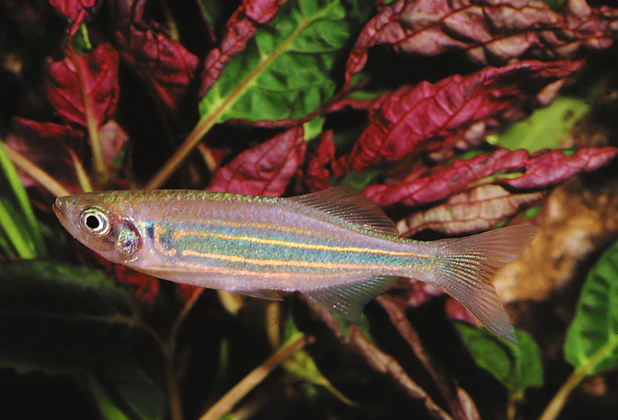 Foto på fisken Devario aequipinnatus