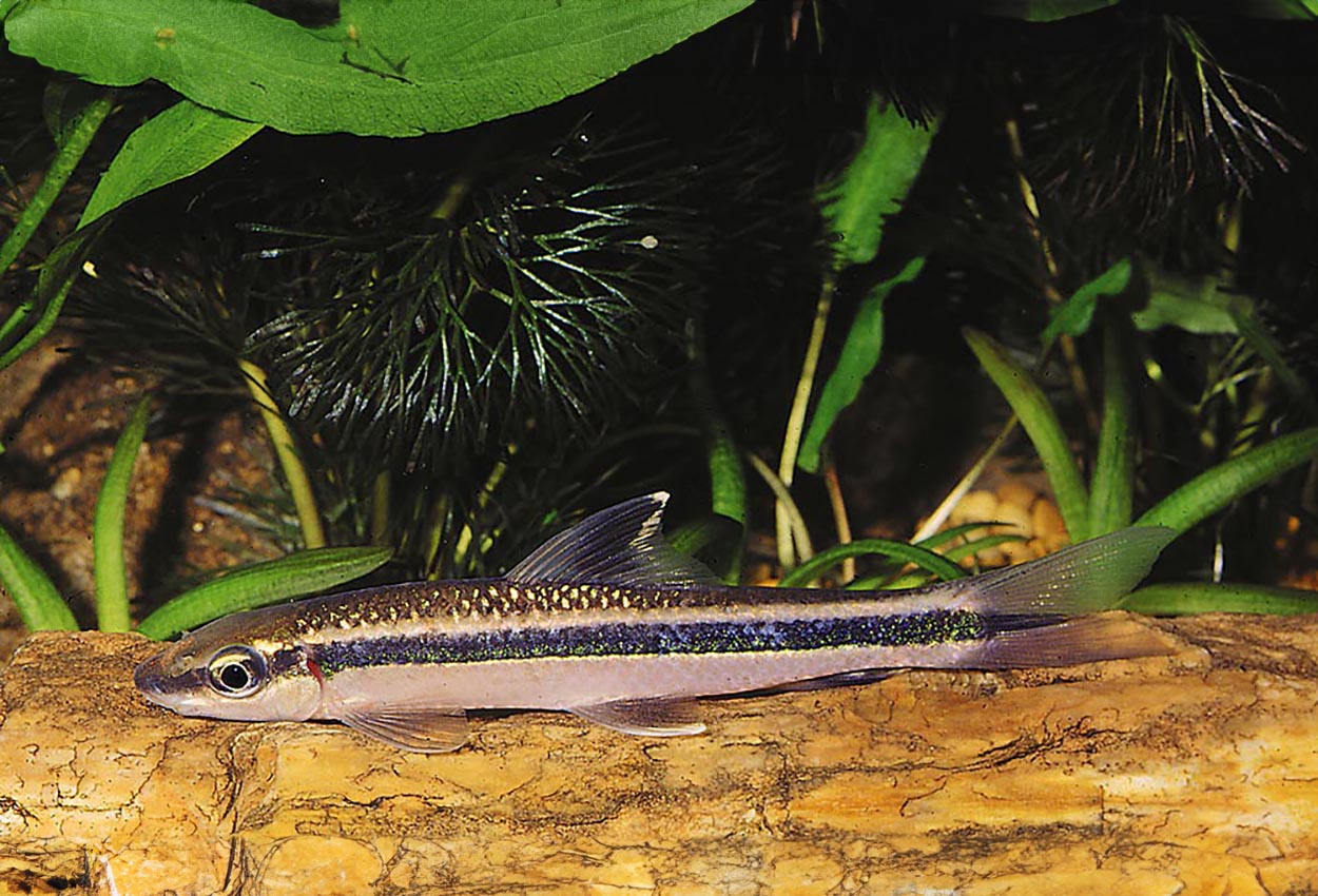 Foto på fisken Epalzeorhynchos kalopterus