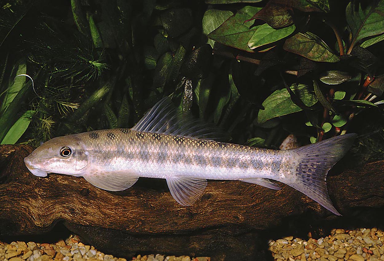 Foto på fisken Gyrinocheilus aymonieri