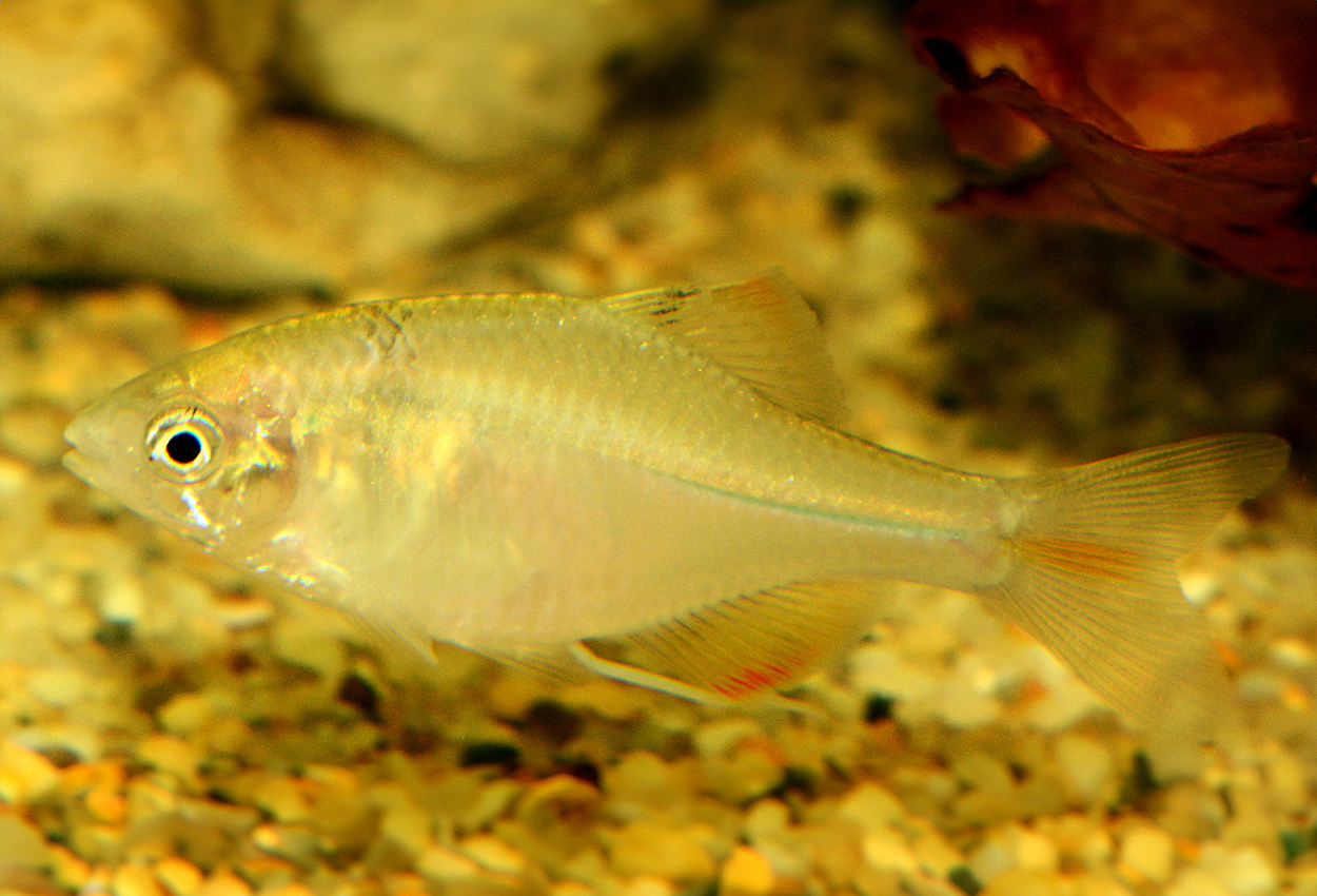 Foto på fisken Rhodeus sinensis