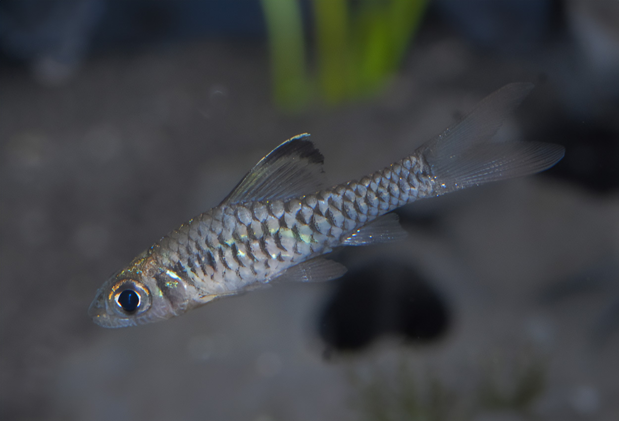 Foto på fisken Oreichthys cosuatis