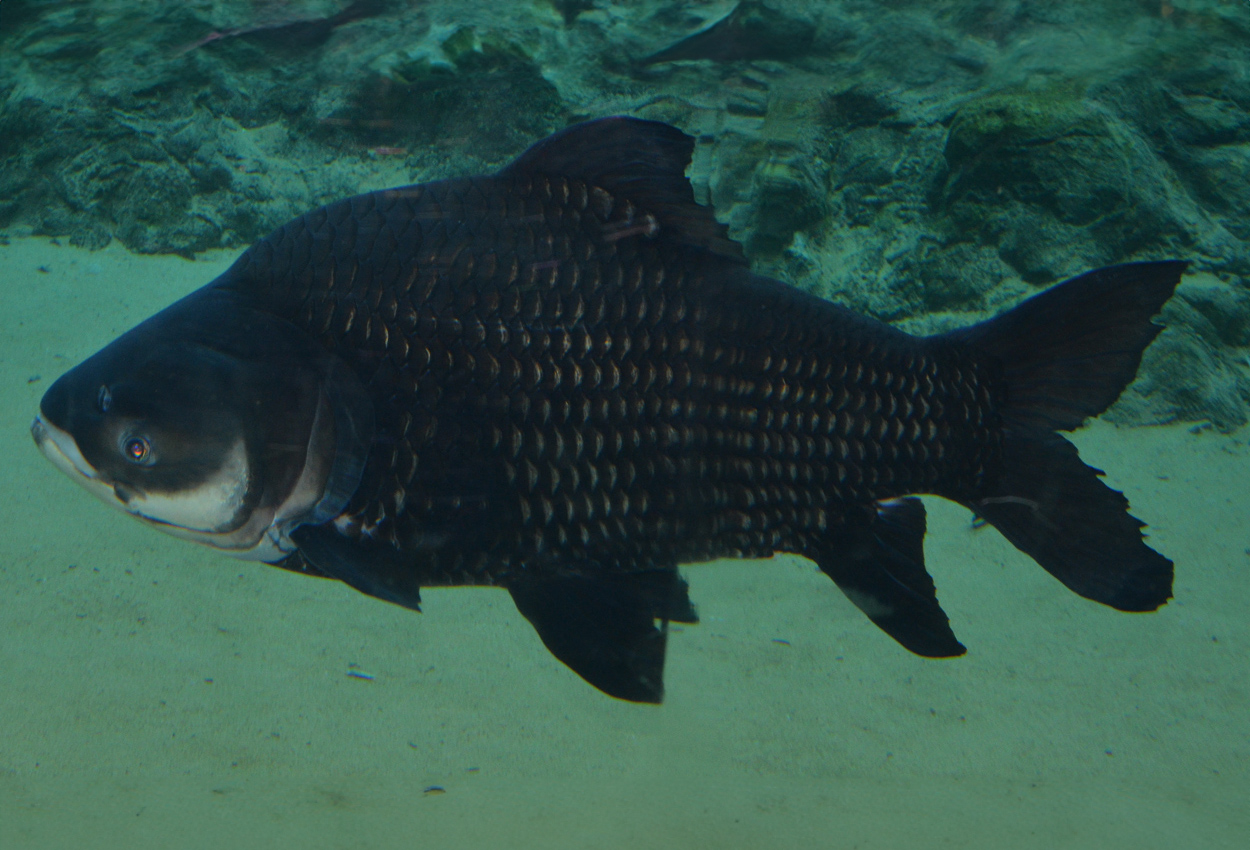 Foto på fisken Catlocarpio siamensis