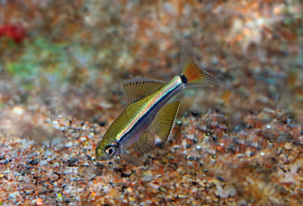Foto på fisken Tanichthys kuehnei