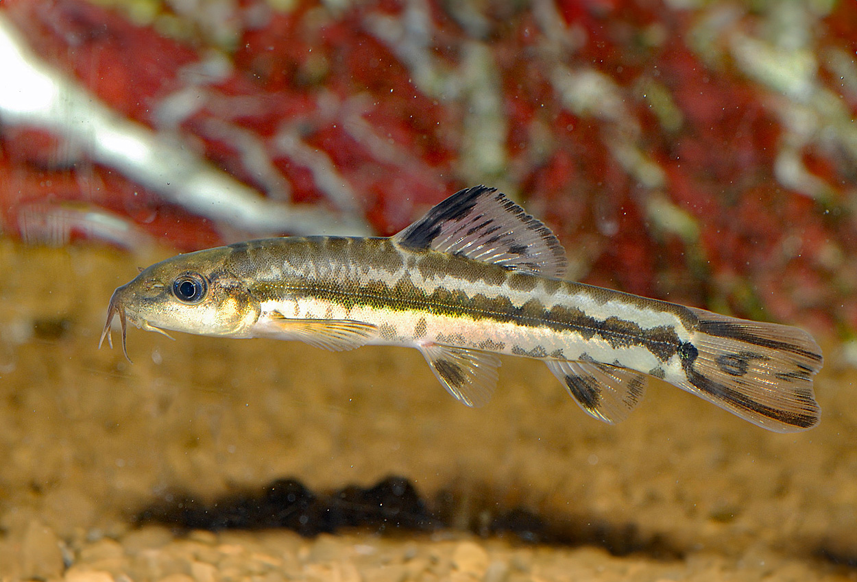 Foto på fisken Traccatichthys pulcher