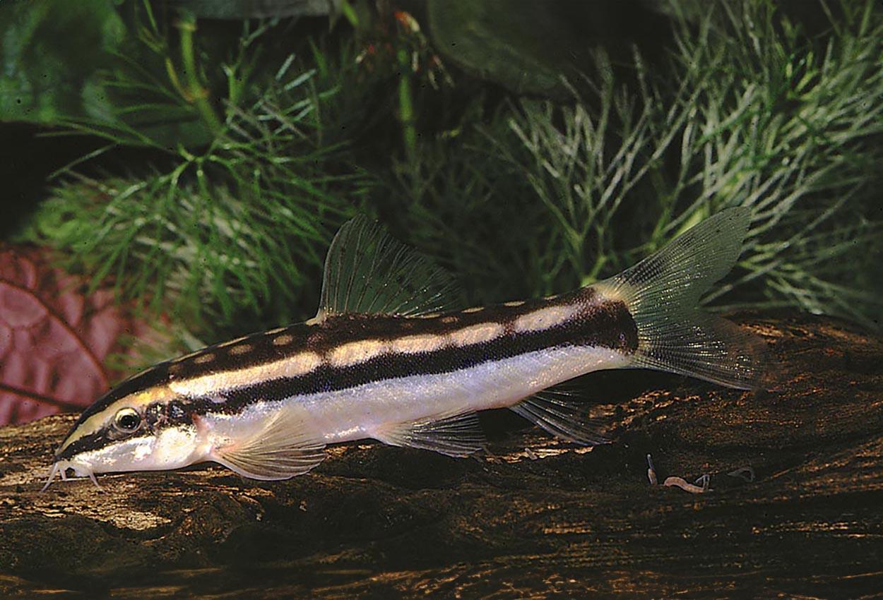 Foto på fisken Ambastaia sidthimunki