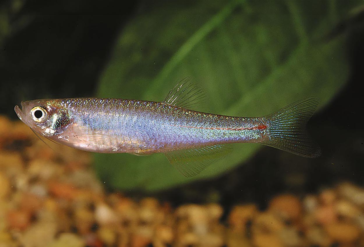 Foto på fisken Danio albolineatus