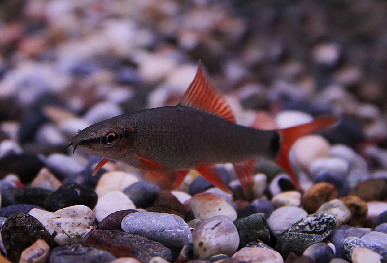 Foto på fisken Epalzeorhynchos frenatus