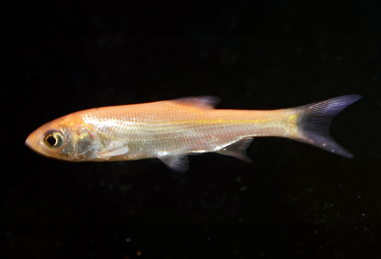 Foto på fisken Leuciscus idus, guldid