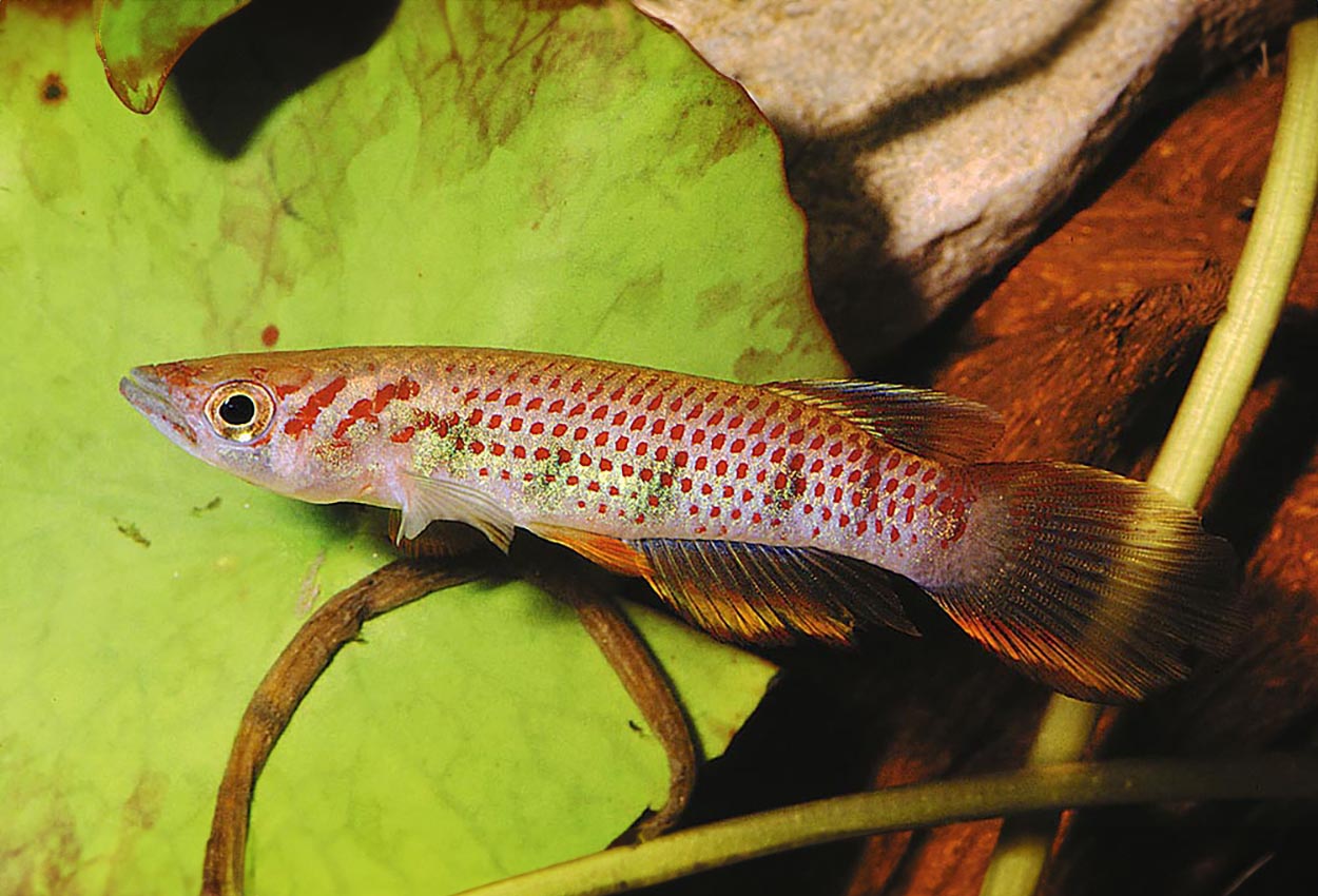 Foto på fisken Epiplatys sexfasciatus
