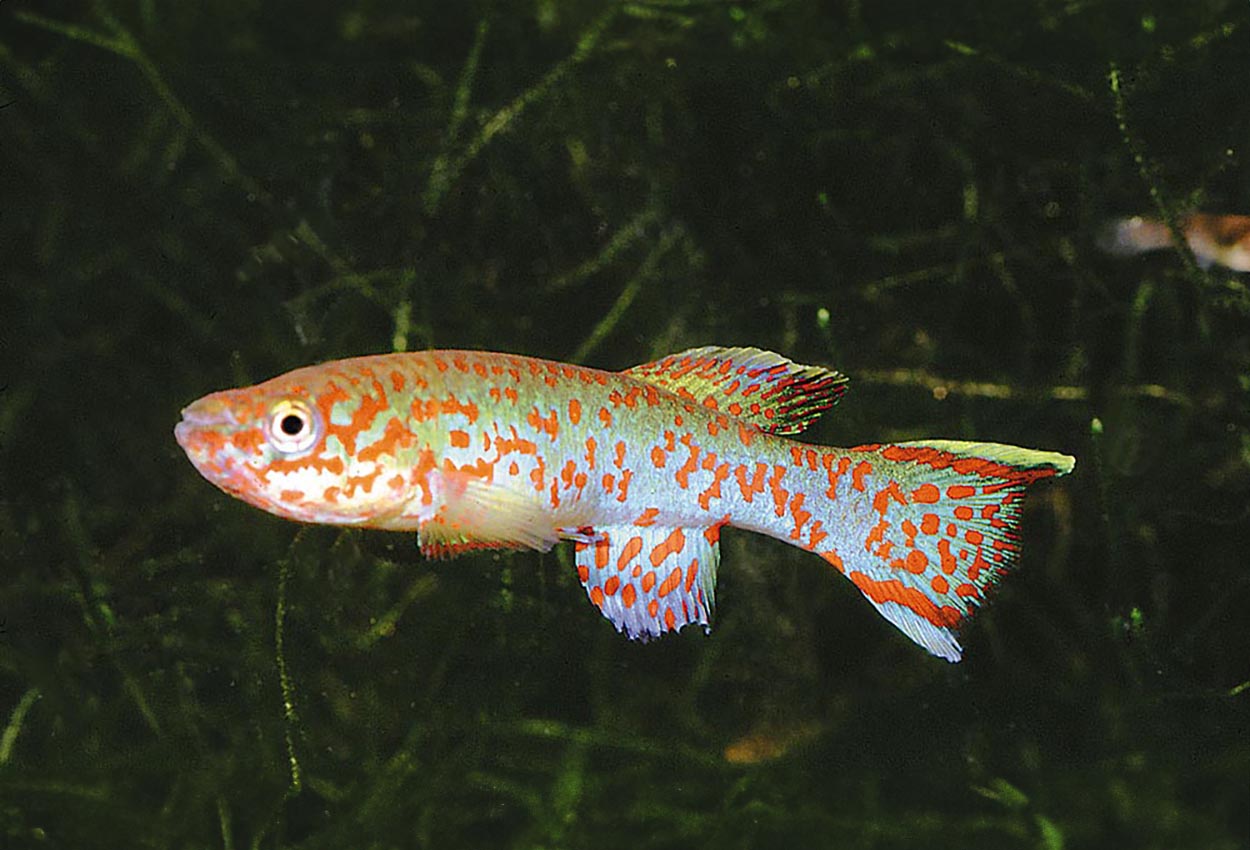 Foto på fisken Fundulopanchax gardneri gardneri