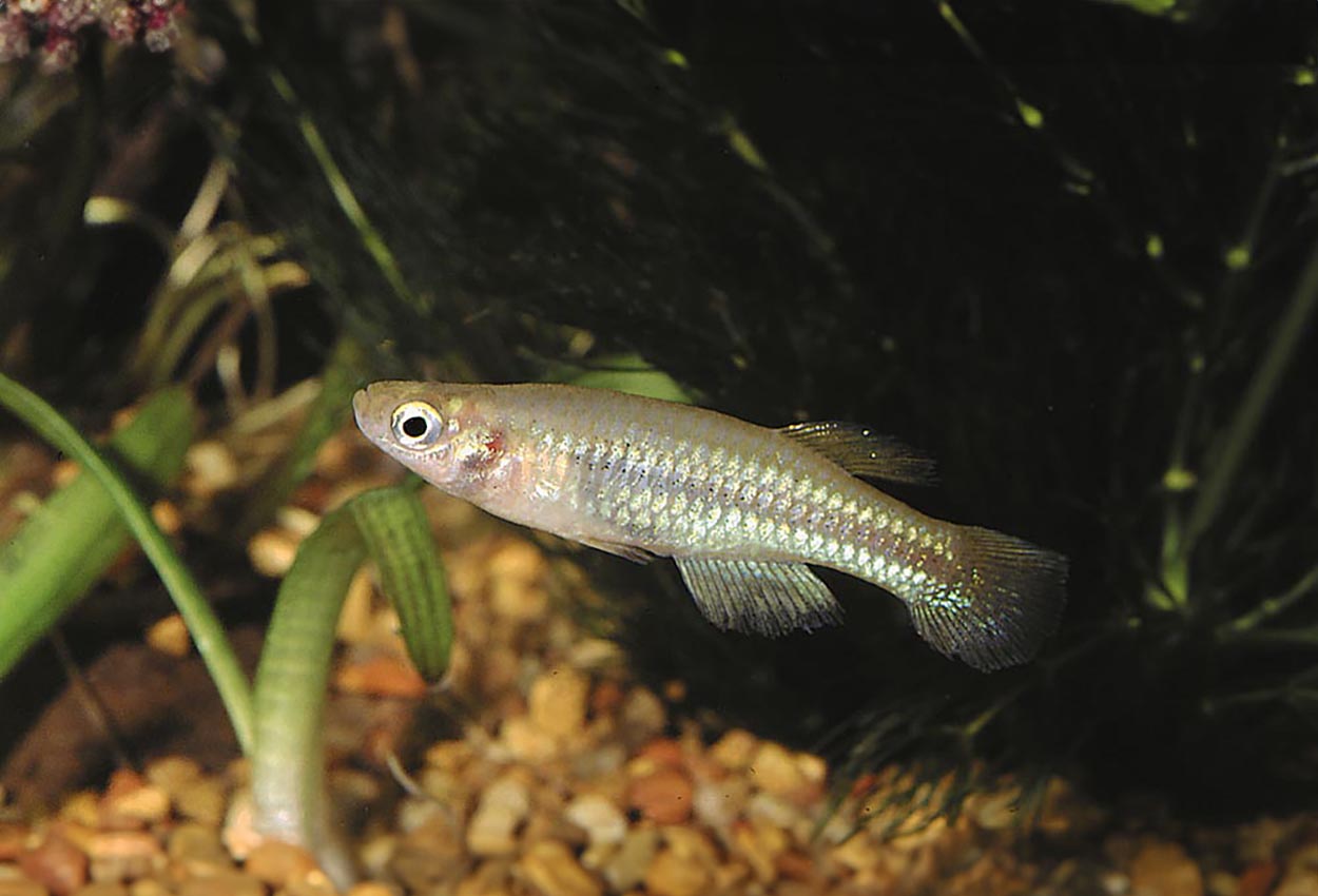 Foto på fisken Aplocheilichthys pumilus