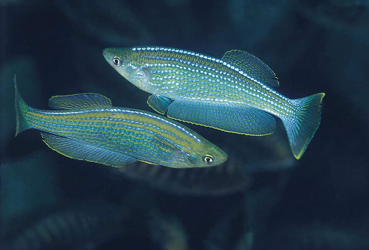 Foto på fisken Lamprichthys tanganicanus