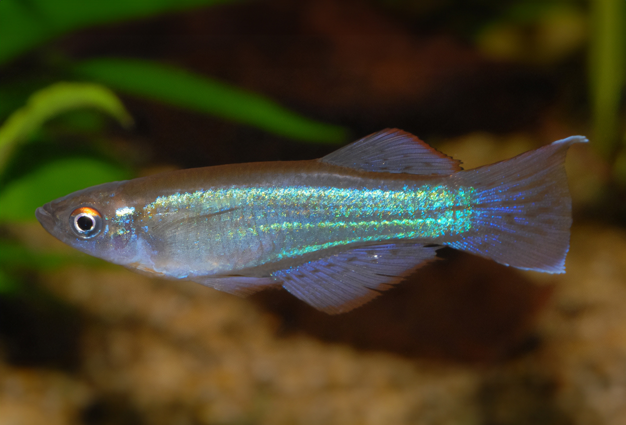 Nigeriansk/variabel/gul/Moliwe blå lyktögonfisk