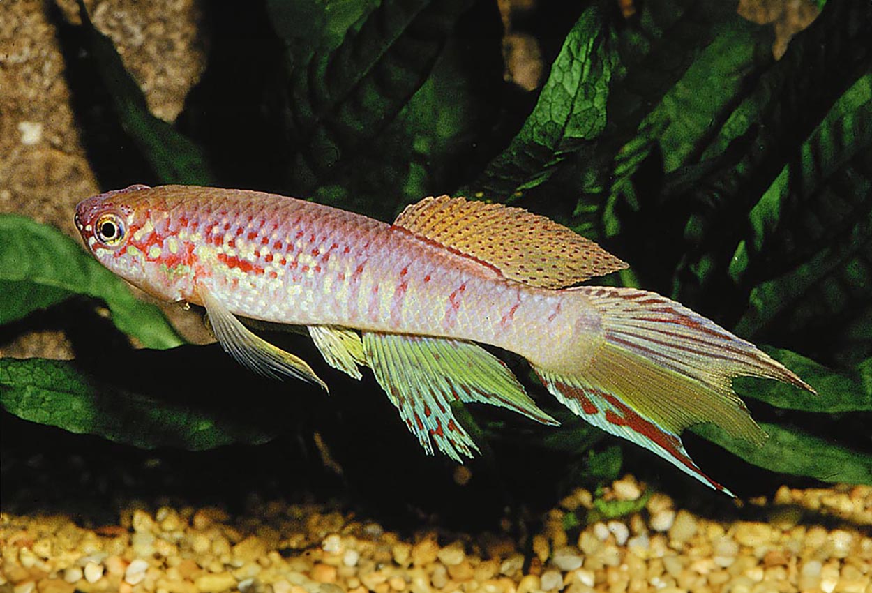 Foto på fisken Fundulopanchax sjoestedti