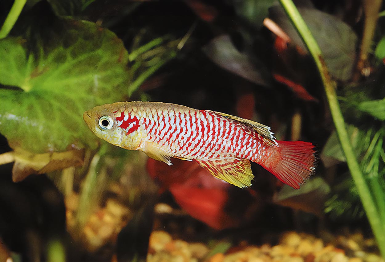 Foto på fisken Nothobranchius guentheri