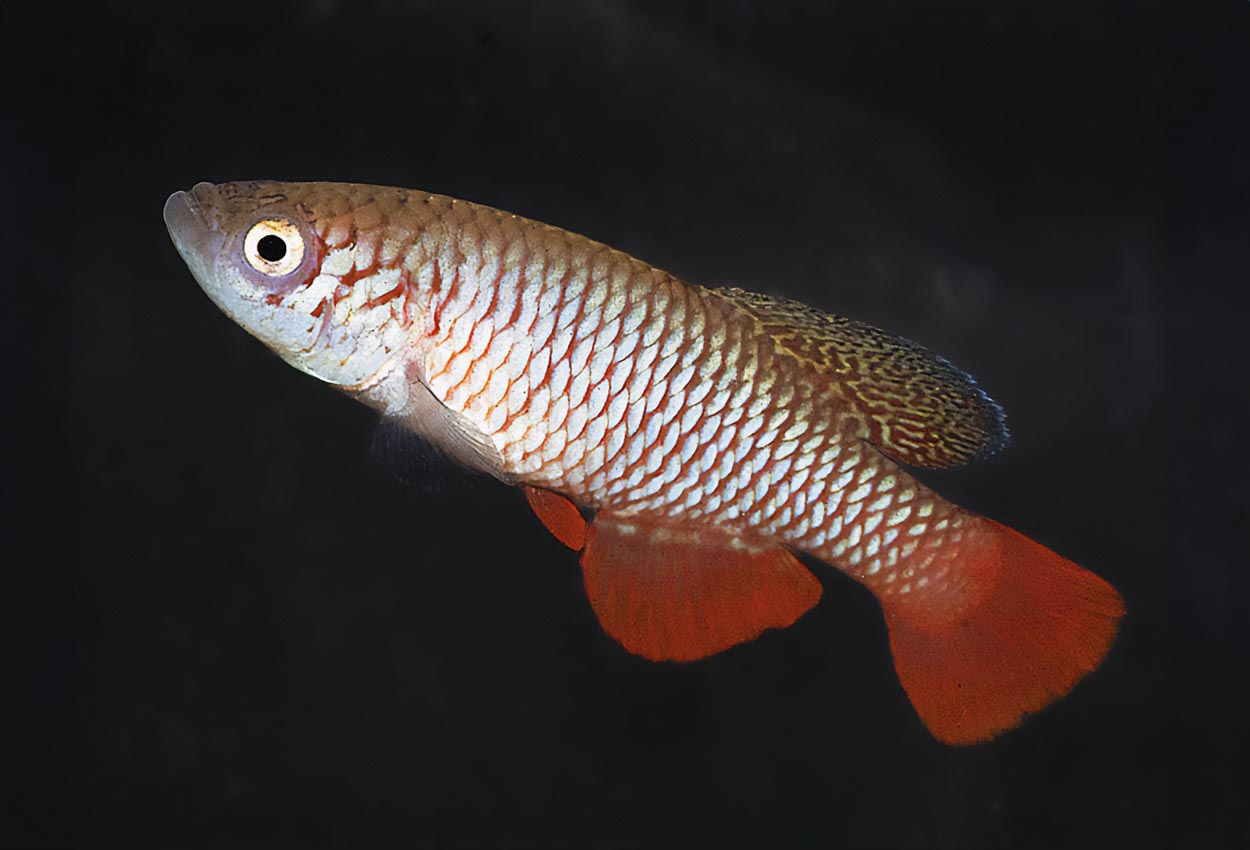 Foto på fisken Nothobranchius kirki
