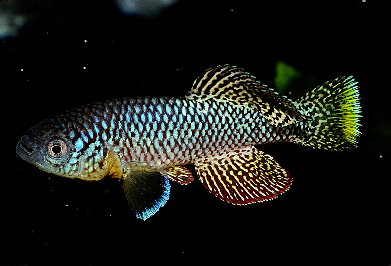 Foto på fisken Nothobranchius furzeri