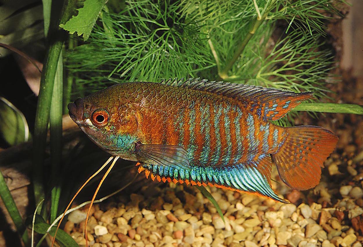Foto på fisken Trichogaster fasciata