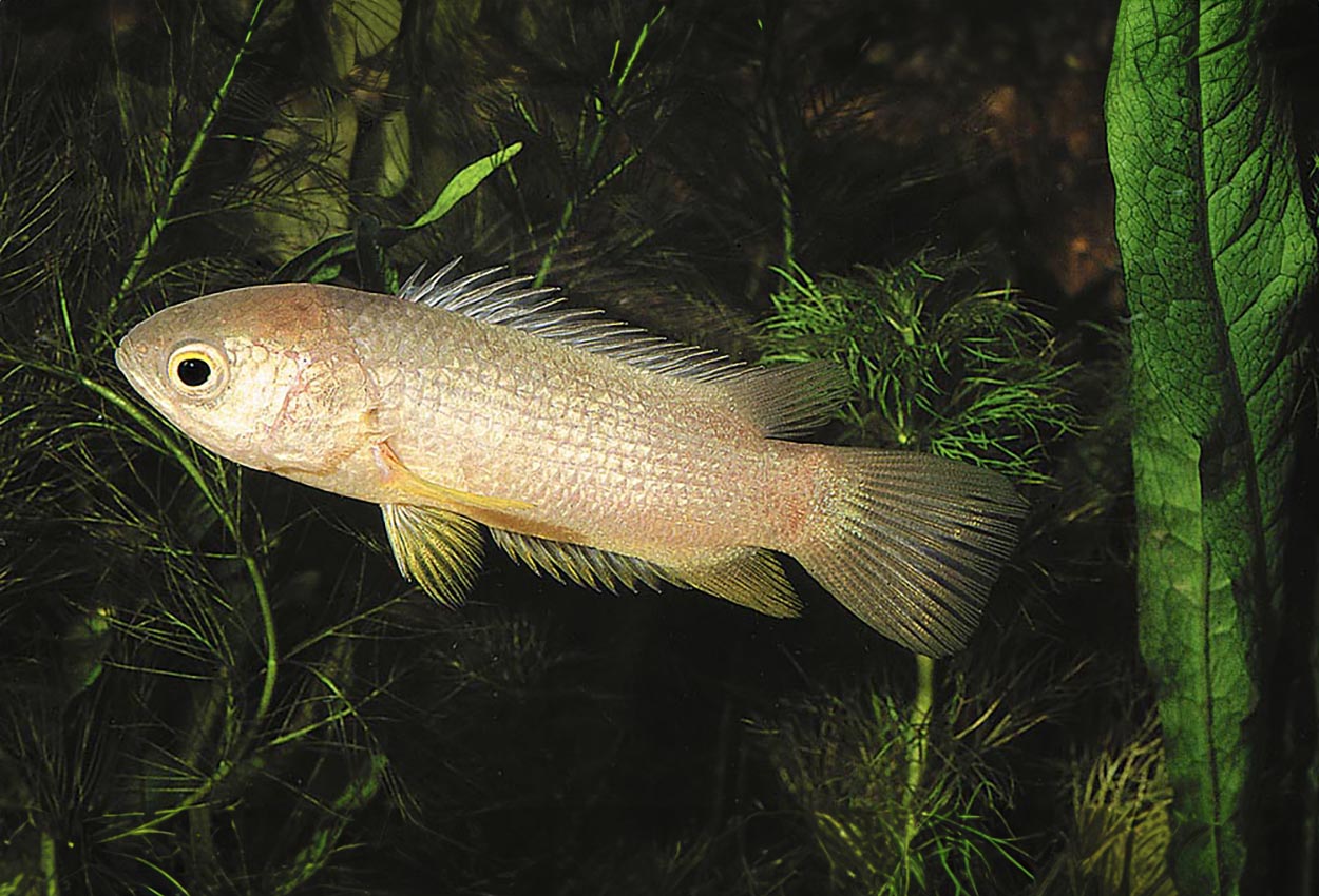Foto på fisken Anabas testudineus