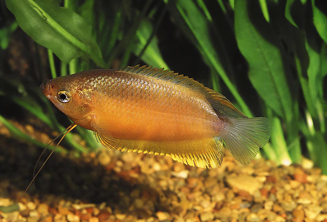 Foto på fisken Trichogaster labiosa