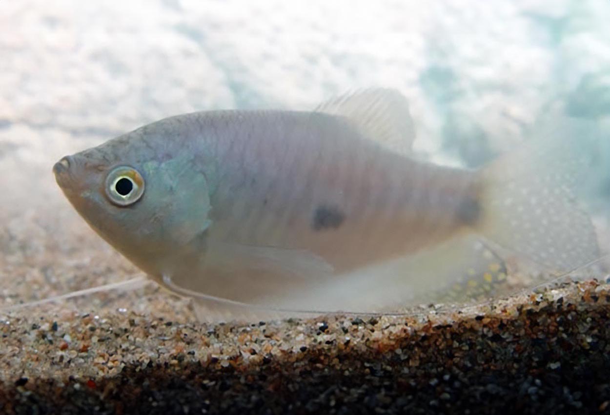 Foto på fisken Trichopodus trichopterus