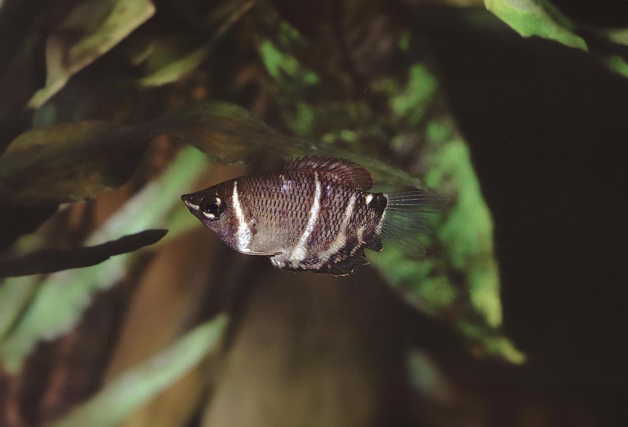 Foto på fisken Sphaerichthys osphromenoides