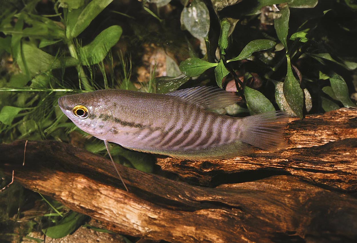 Foto på fisken Trichopodus pectoralis