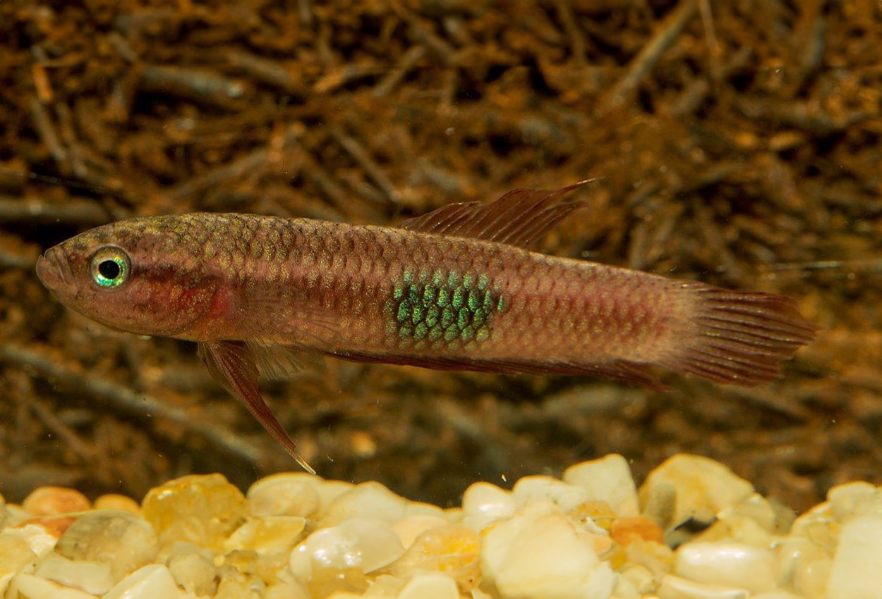 Foto på fisken Betta brownorum