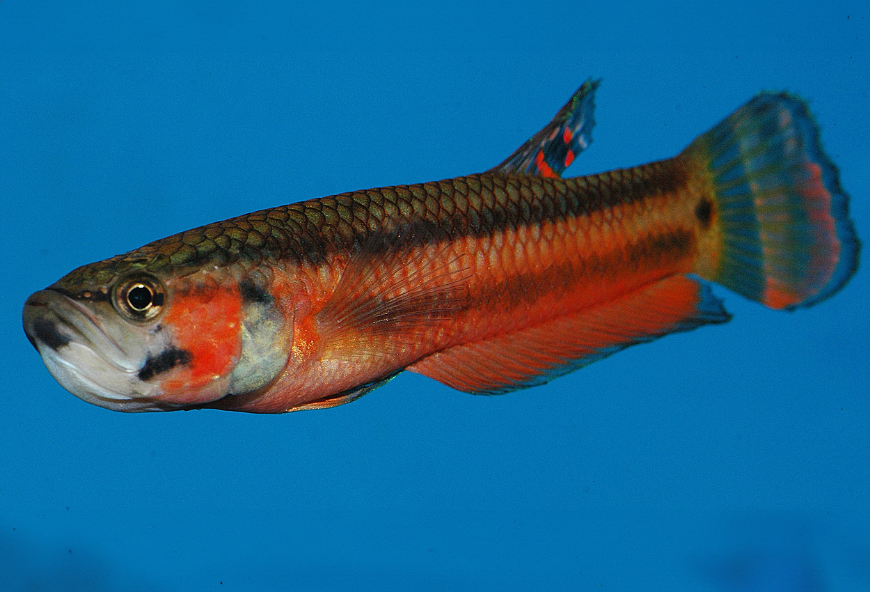 Foto på fisken Betta macrostoma