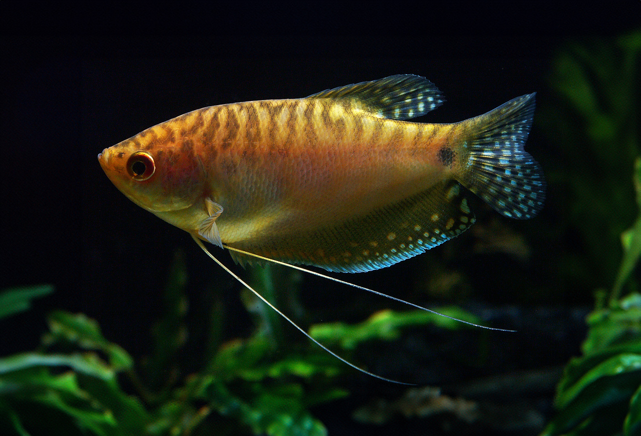 Foto på fisken Trichopodus trichopterus