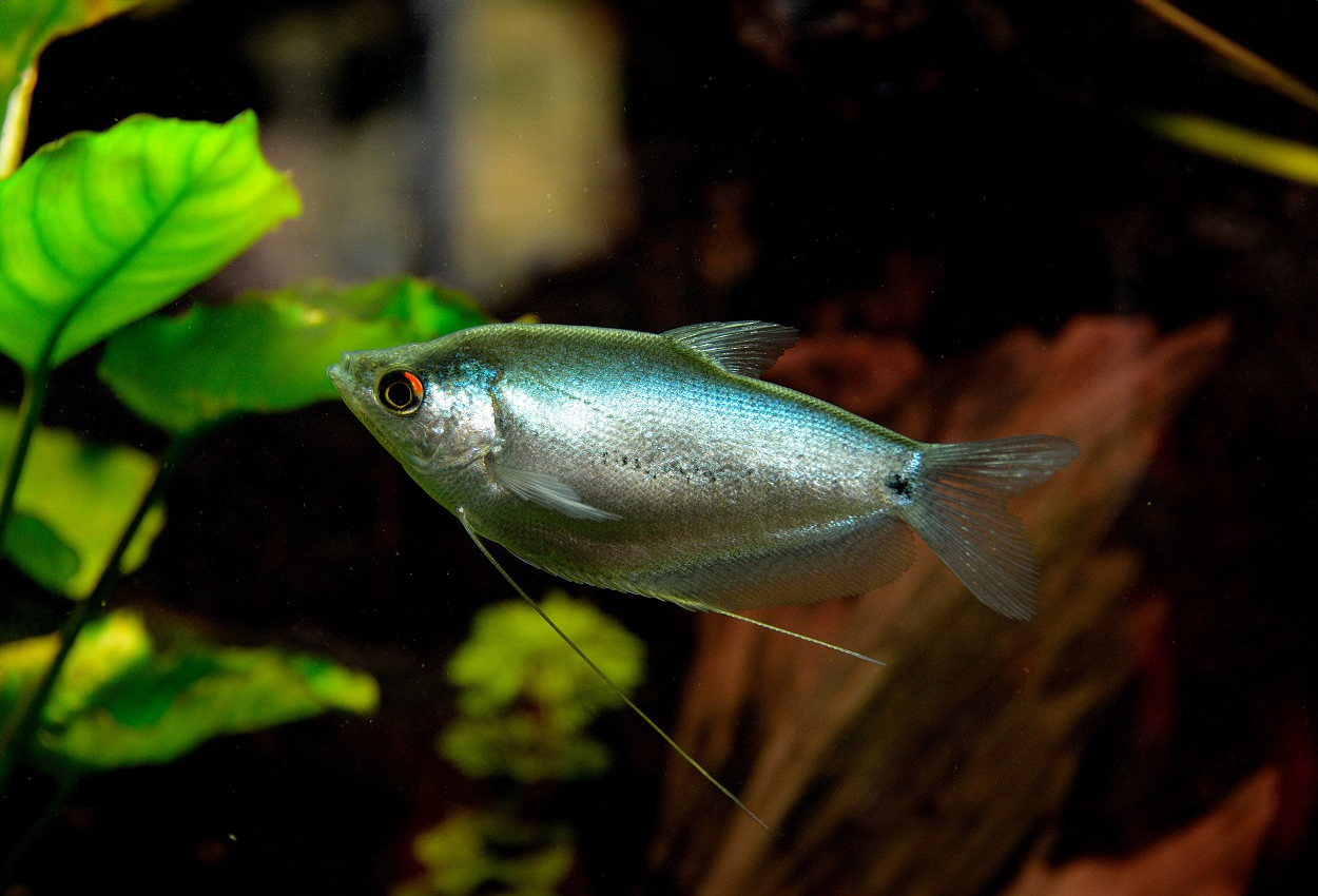 Foto på fisken Trichopodus microlepis